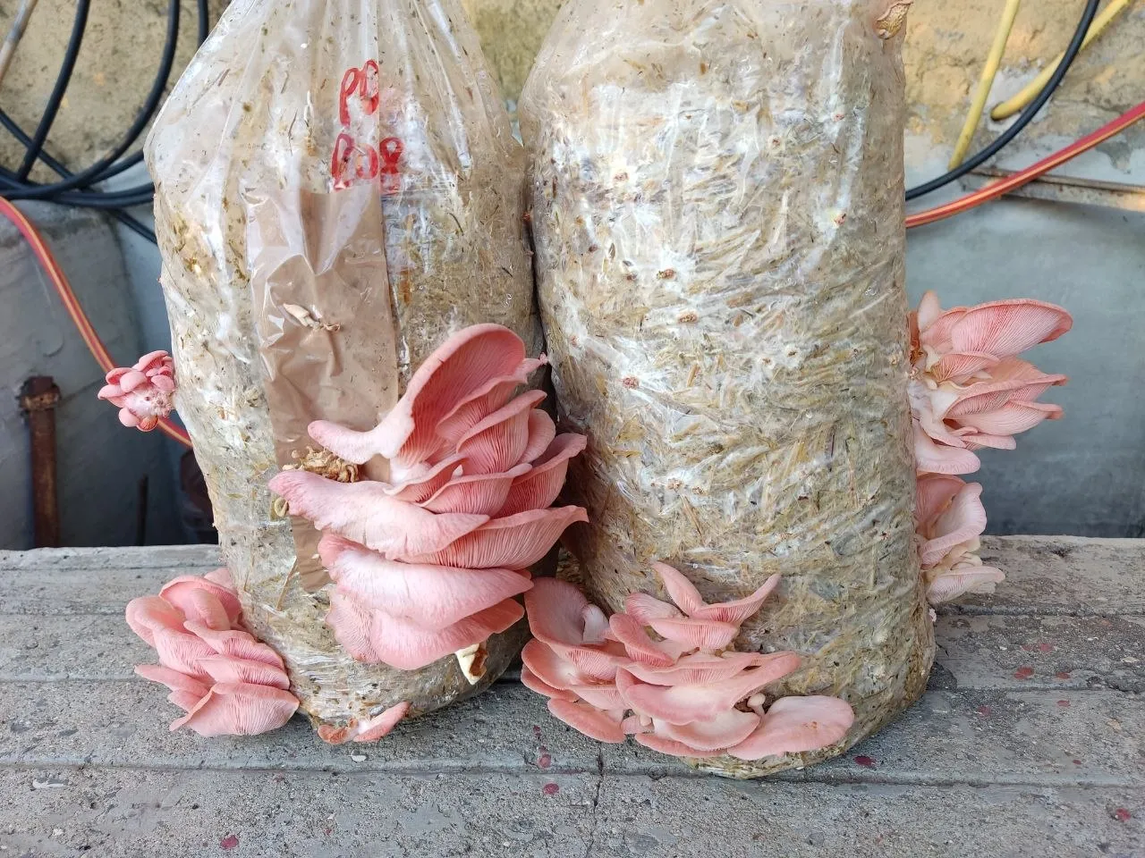 Setup di coltivazione casalingo con mini-serra e substrato EcoFungi in fruttificazione