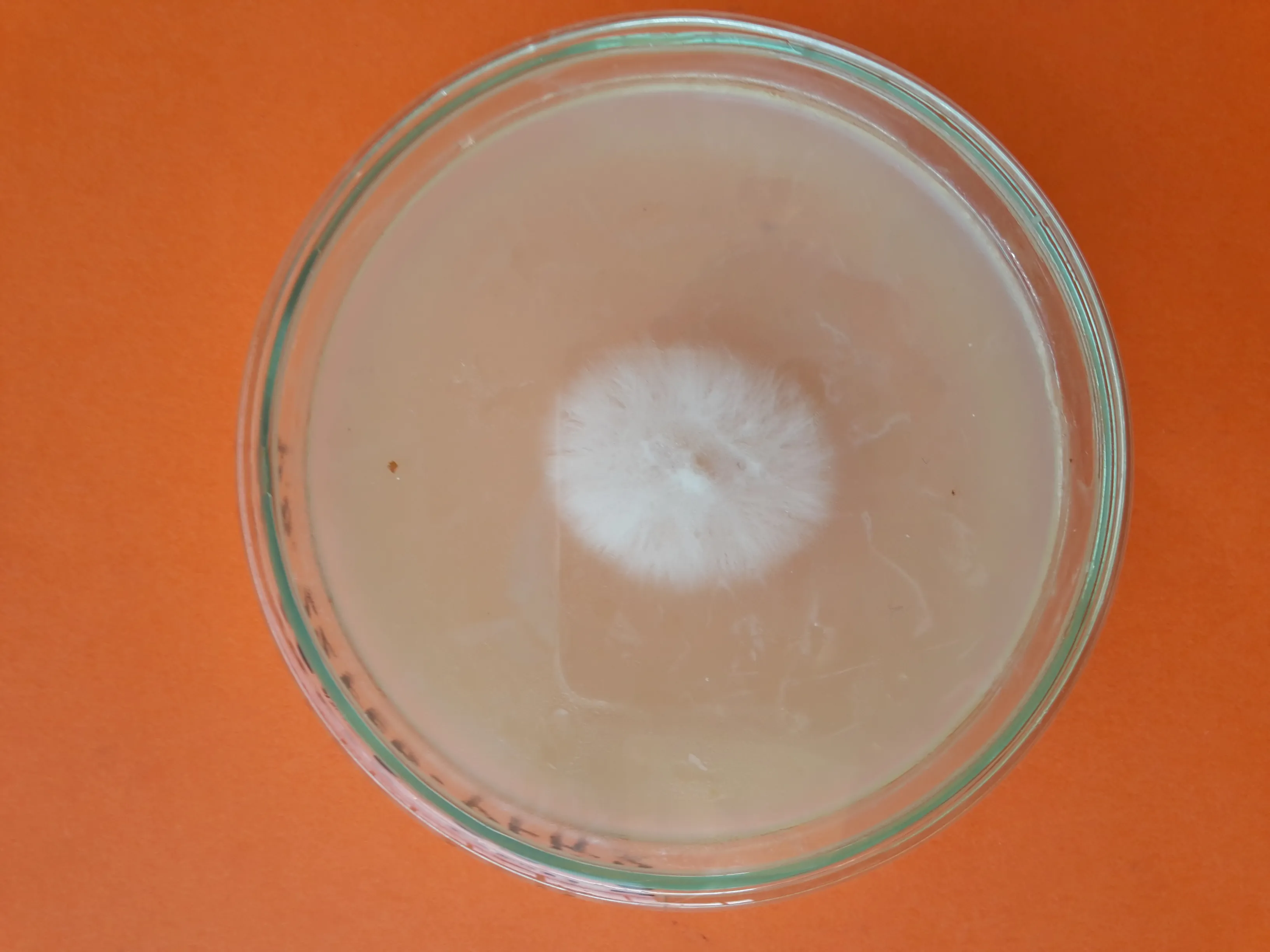 Blocco di substrato biologico EcoFungi inoculato con micelio vivo di shiitake